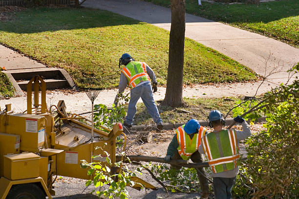 Reliable Presidential Lakes Estates, NJ Tree Removal and Landscaping Services Solutions